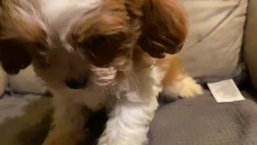 Cavapoo perros en venta:  Cahorros raza Cavapoo en Granada - Video 1