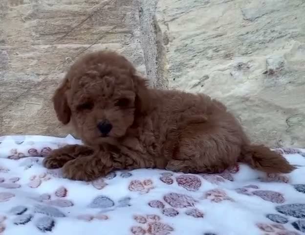 Caniche Toy perros en venta: Caniche toy - Video 3