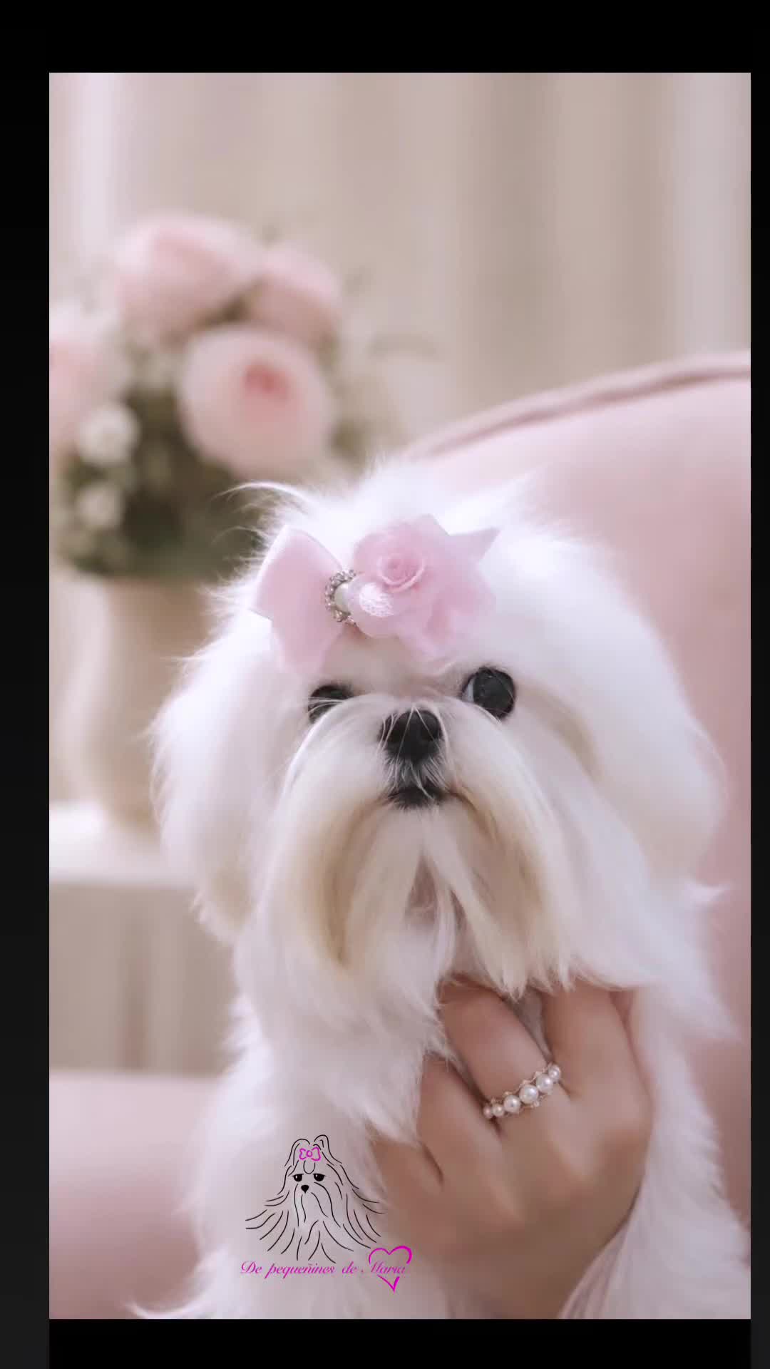 Bichón Maltés perros en venta:  maltes coreana miniatura de máxima calidad  en Barcelona - Video 1