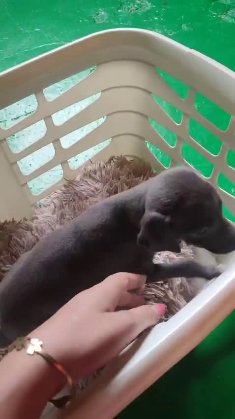 Pequeño Lebrel Italiano perros en venta: Lebrel picolo italiano  - Video 1