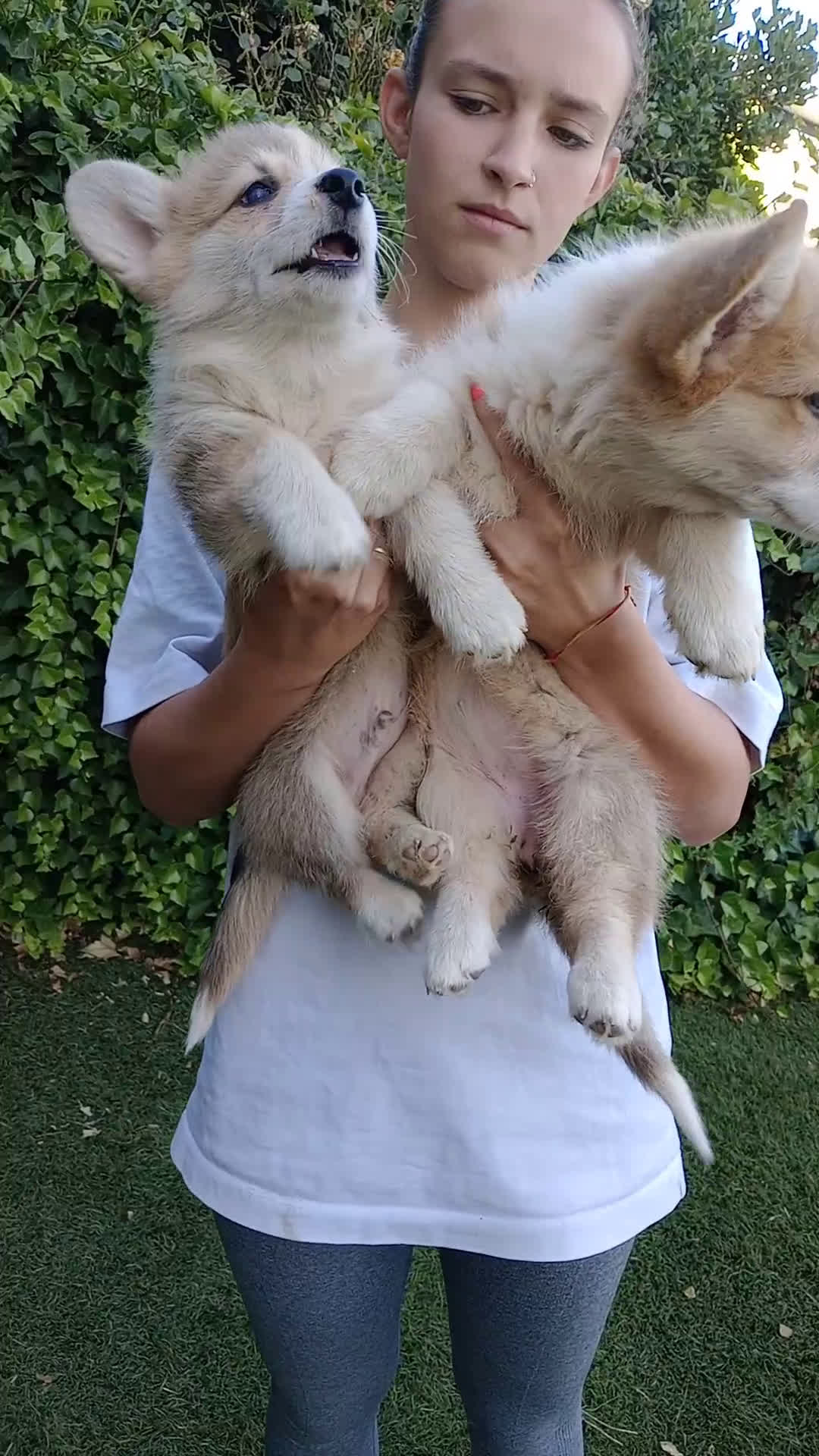 Welsh Corgi Pembroke perros en venta: Corgis simpatiquísimos - Video 1