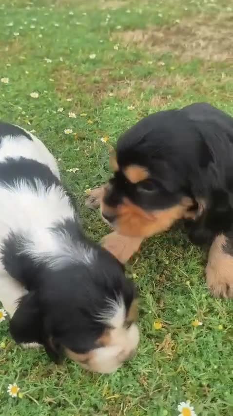 Cocker Spaniel Inglés perros en venta: Cocker spanish ingles disponibles  - Video 1
