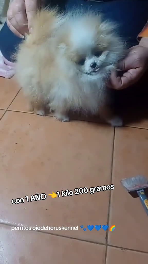Pomerania perros en venta: Pomerania alta calidad  - Video 1