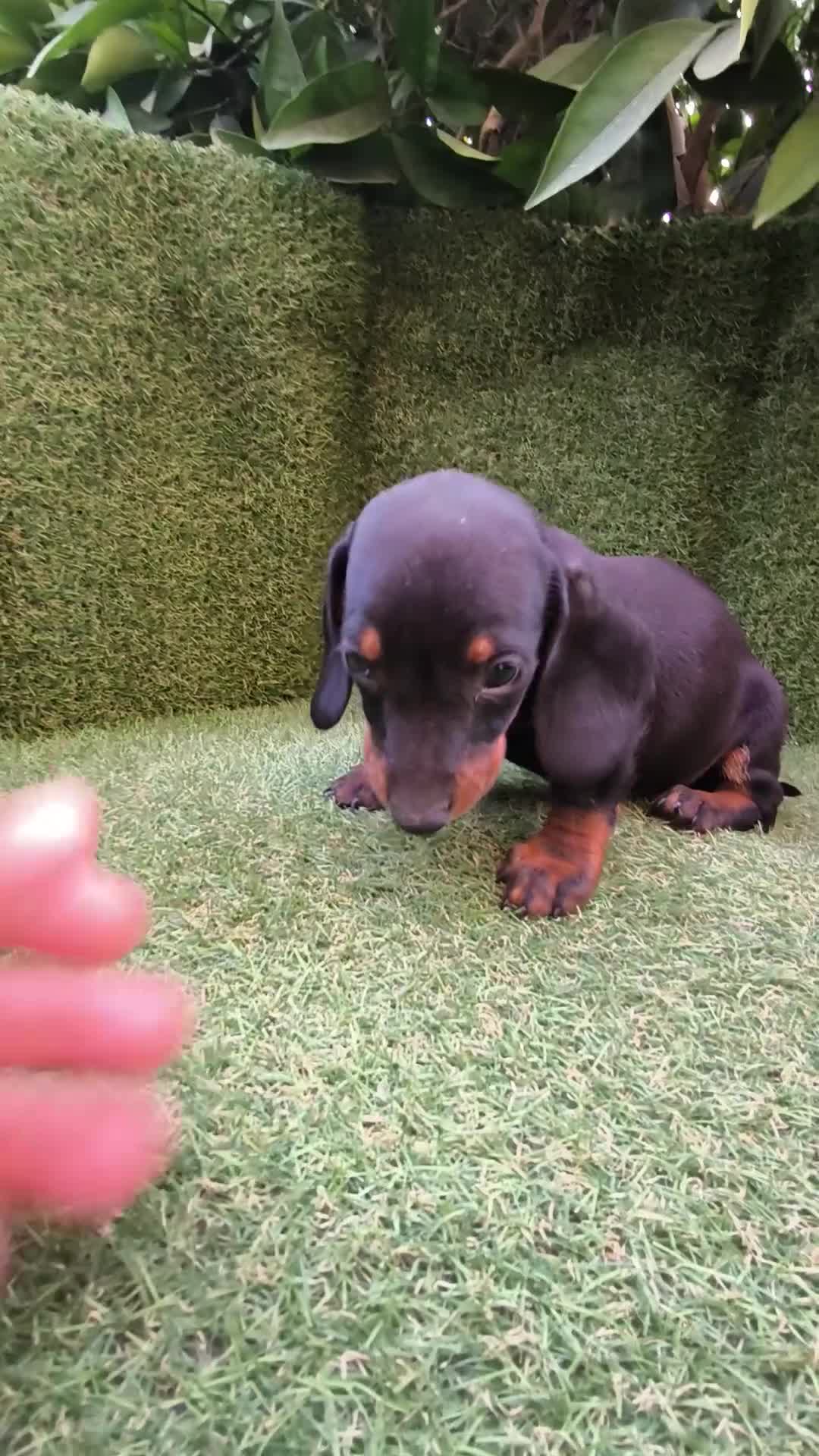 Teckel Miniatura perros en venta: camada teckel  mini de todos los colores  - Video 4