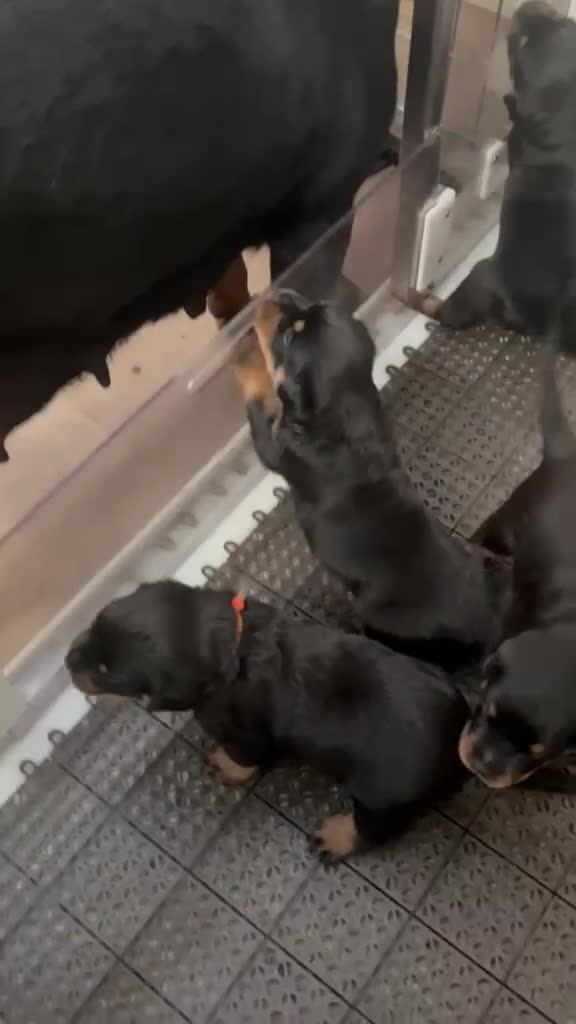 Rottweiler perros en venta: PRECIOSOS CACHORROS DE ROTTWEILER - Video 2
