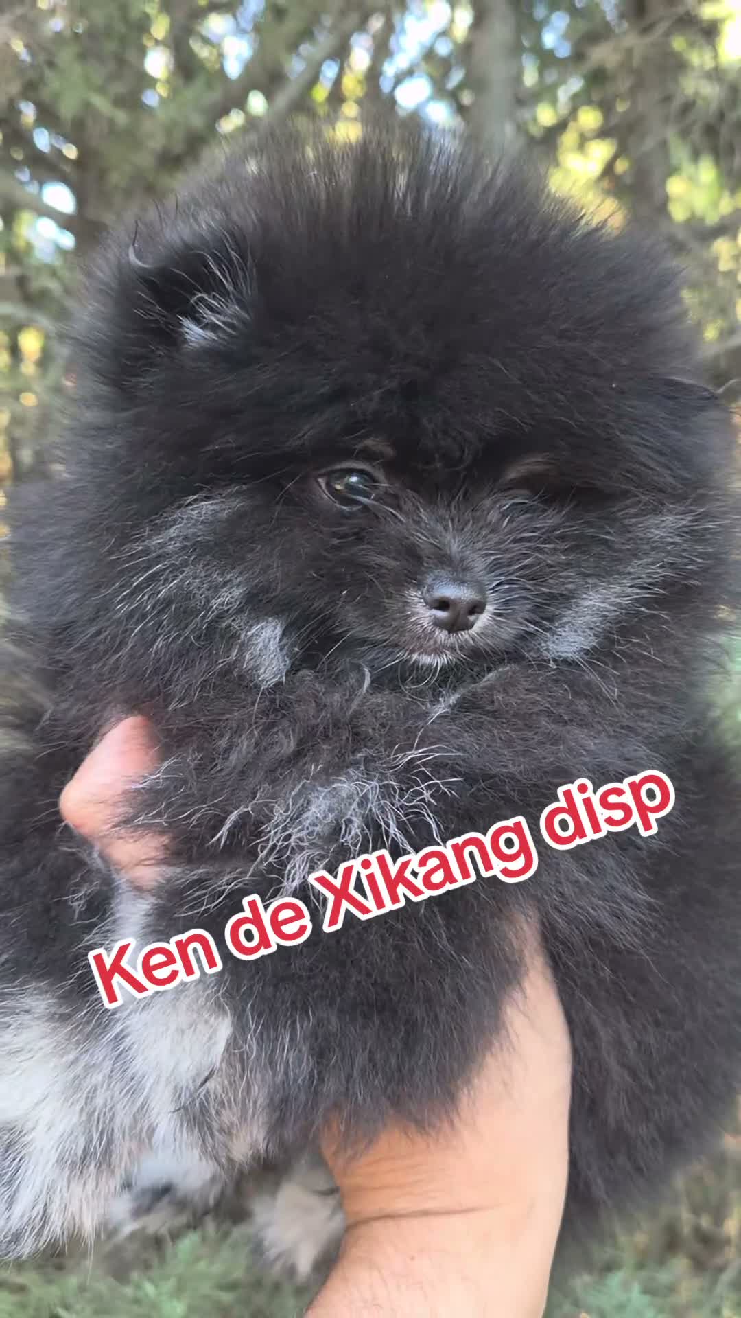 Pomerania perros en venta: Pomeranias toys  - Video 1