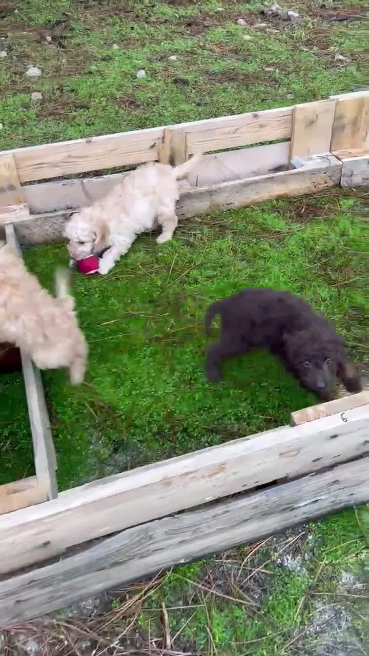 Caniche Enano perros en venta: Caniche enano apricot y rojo - Video 1