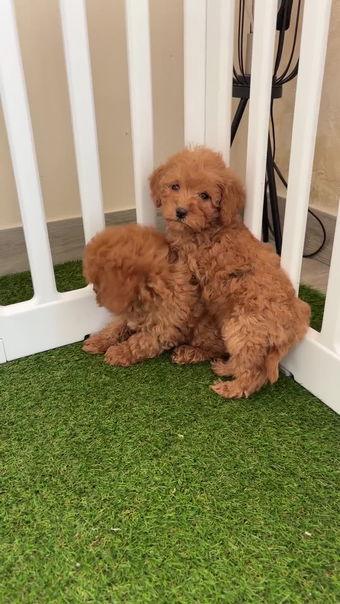 Caniche Toy perros en venta: caniche toy  en Pontevedra - Video 1