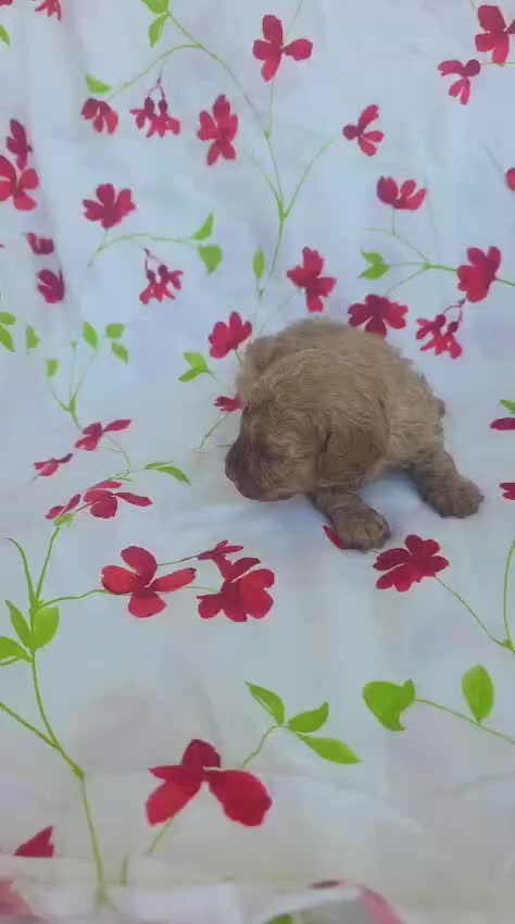 Caniche Toy perros en venta: Caniche Toy - Video 2