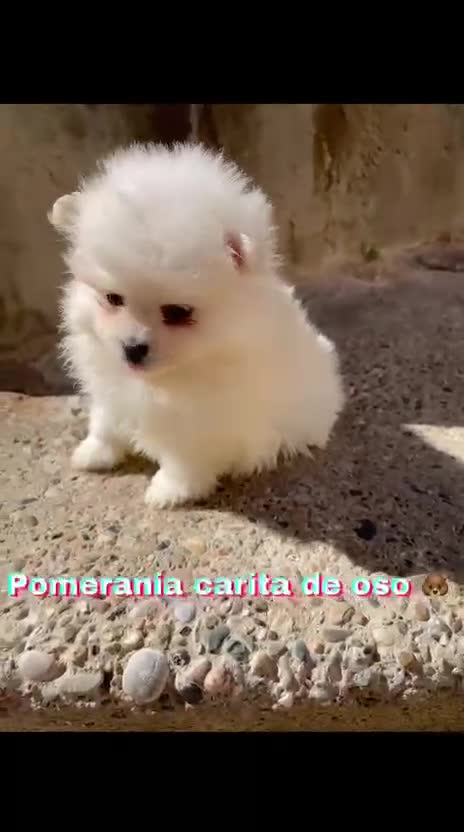 Pomerania perros en venta: POMERANIA HEMBRA TIPO OSITO – UNA MUÑEQUITA - Video 1