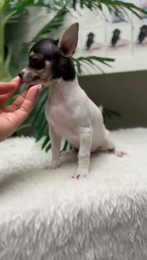 Chihuahua perros en venta: 🐾 CHIHUAHUA HEMBRA 🐾 - Video 1