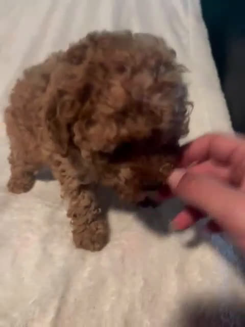 Caniche Toy perros en venta: Hembra de caniche toys  - Video 2