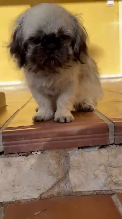 Pekinés perros en venta: Cachorro de pekinés imperial hembra  - Video 1