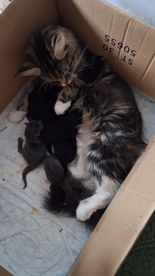 Maine Coon gatos en venta: A. MAINE COON  en León - Video 2
