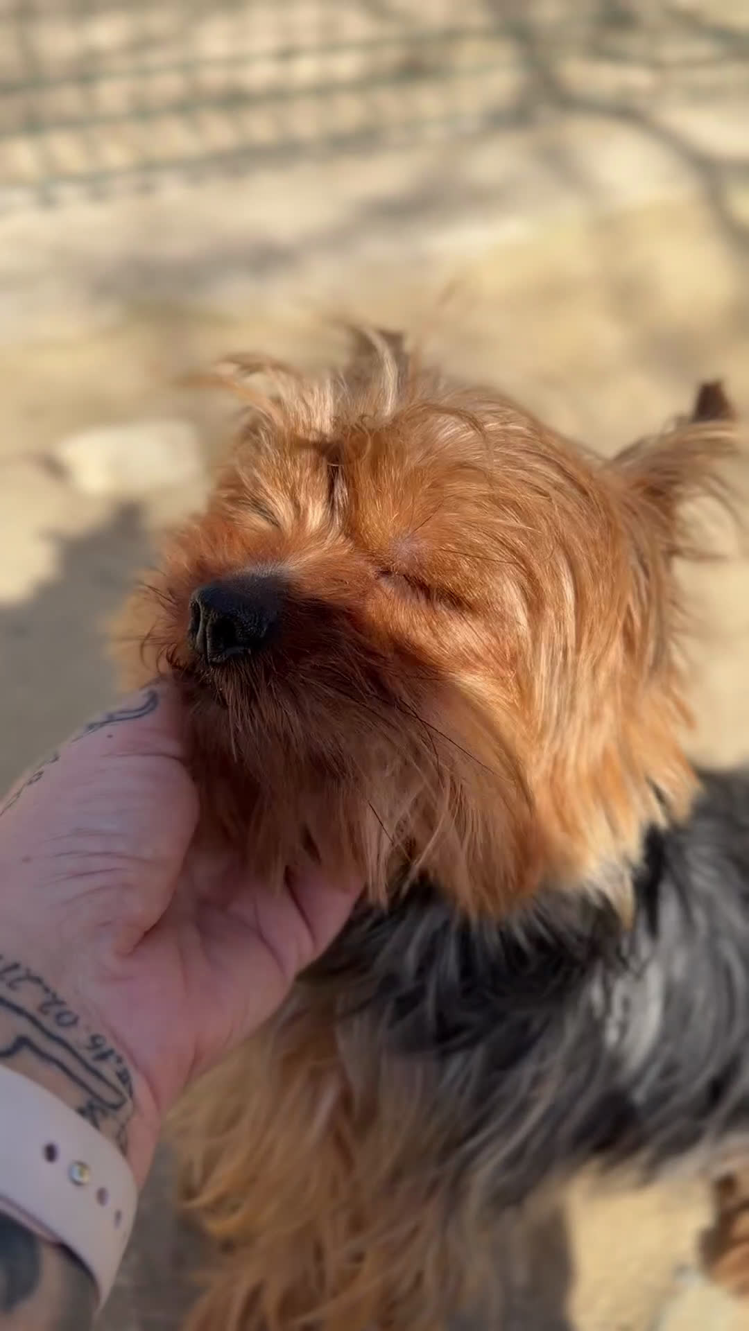 Yorkshire Terrier perros en venta: Yorkshire mini hembra ADOPCIÓN  - Video 2