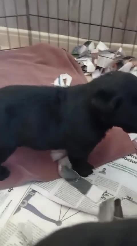 Labrador Retriever perros en venta: Labradores de  Quercuscan  - Video 1
