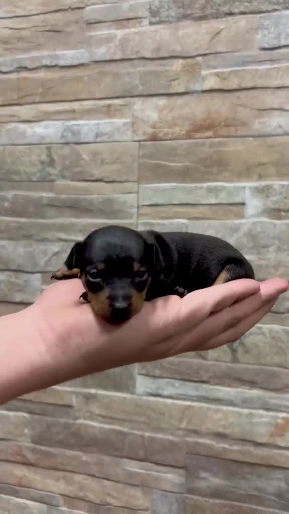 Ratón de Praga perros en venta: Raton de Praga - Video 1