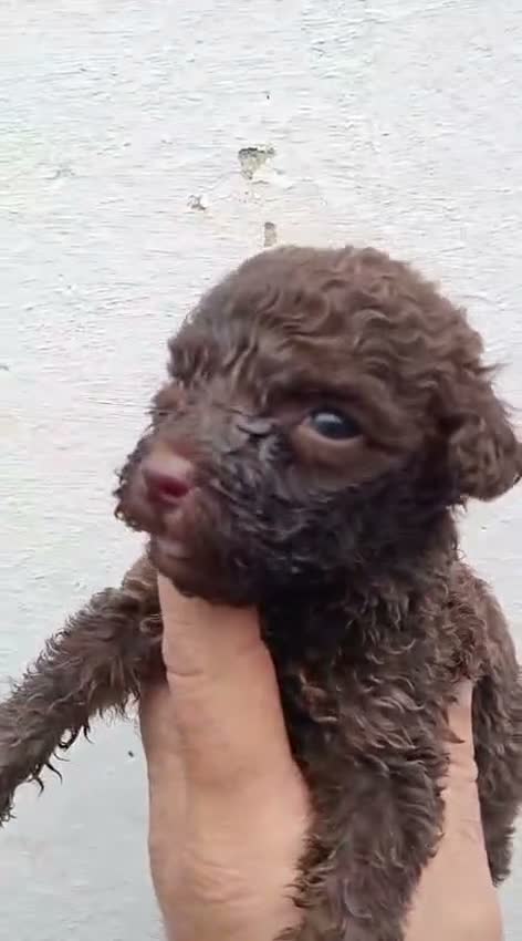 Perro de Agua Español perros en venta: Perros de agua  - Video 3