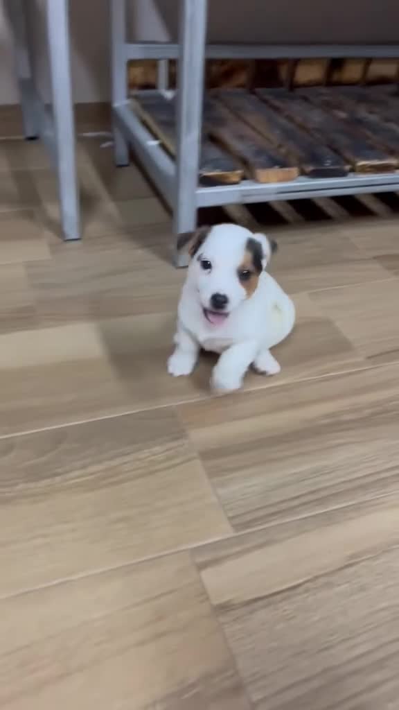 Jack Russell Terrier perros en venta: jack Russell terrier - Video 1