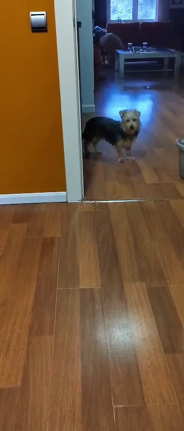 Raza Mixta perros en venta: Yorkie Russel - Video 3