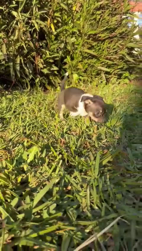 Chihuahua perros en venta: Chihuahua  - Video 1