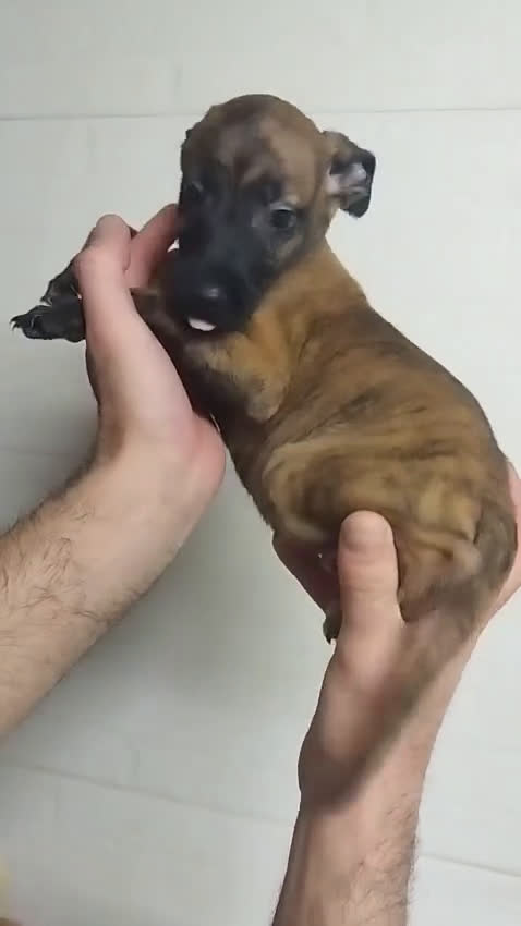 Pastor Belga Malinois perros en venta: Malinois  - Video 1