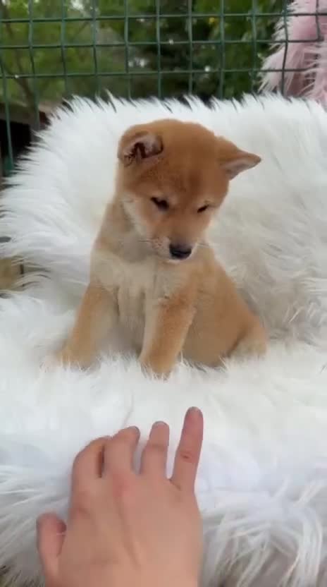 Shiba Inu perros en venta: Shiba Inu  - Video 1