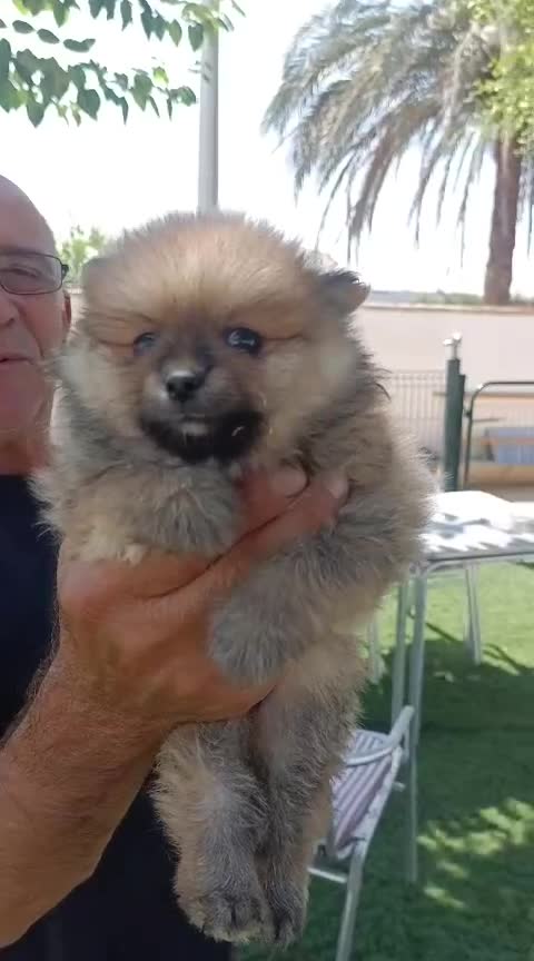 Pomerania perros en venta: Lulú pomerania toy  - Video 1