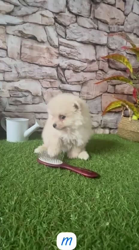 Pomerania perros en venta: POMERANIA TOY CREMA - Video 2