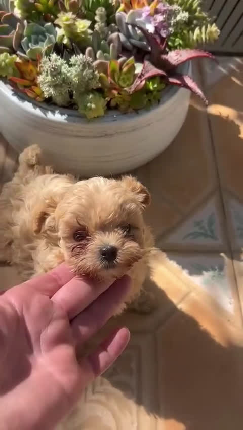 Maltipoo perros en venta: Maltipoo, machos y hembras  en Granada - Video 3