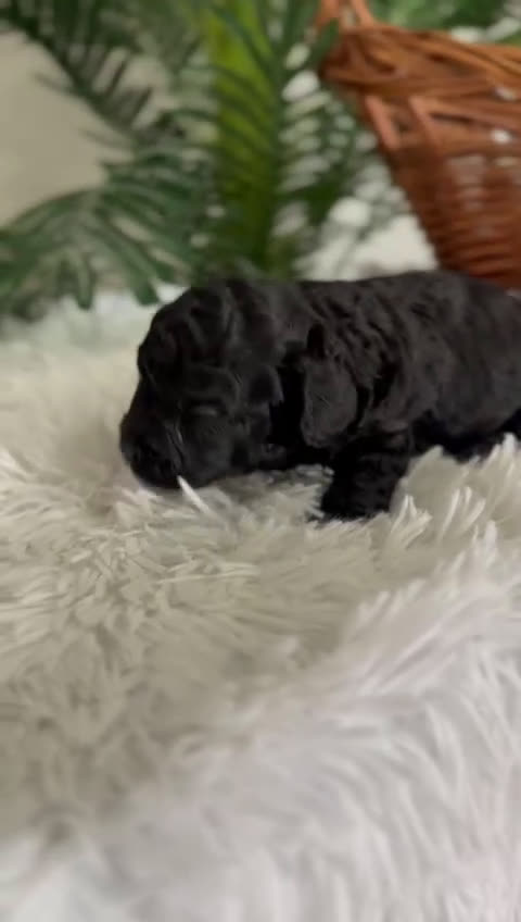 Caniche Toy perros en venta: CANICHE TOY - Video 1