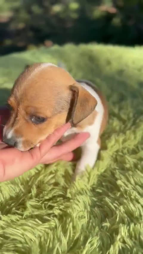 Jack Russell Terrier perros en venta: Jack Russell patita corta  - Video 1