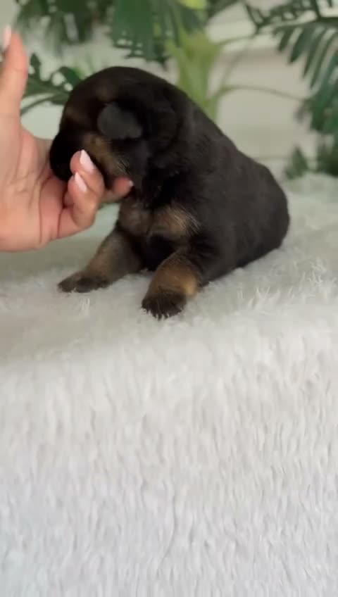 Pastor Alemán perros en venta: PASTOR ALEMAN - Video 3
