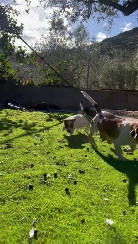 Jack Russell Terrier perros en venta: Jack patas cortas 🐾 - Video 1