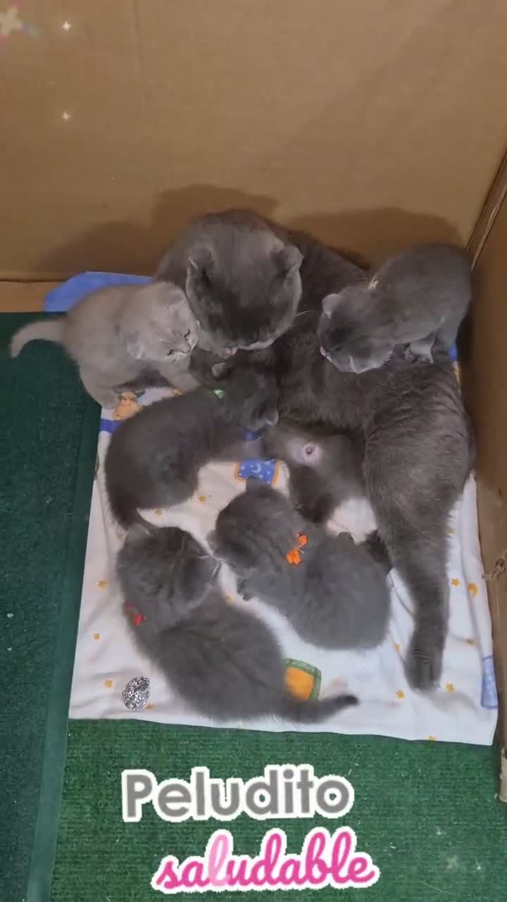 Británico de Pelo Corto Azul gatos en venta: Gato britanico de pelo corto blue en Madrid - Video 1