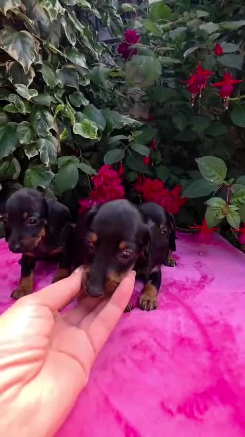 Teckel Miniatura perros en venta: Cachorros Teckel miniatura  en Lugo - Video 1