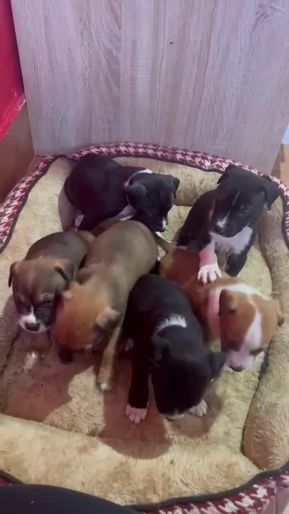 American Staffordshire-Terrier perros en venta: American Stanford  - Video 1