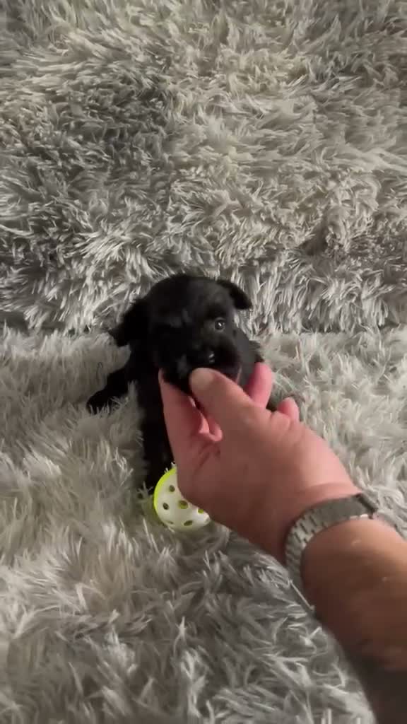 Schnauzer Miniatura perros en venta: SCHNAUZER MINI NEGRO - Video 1