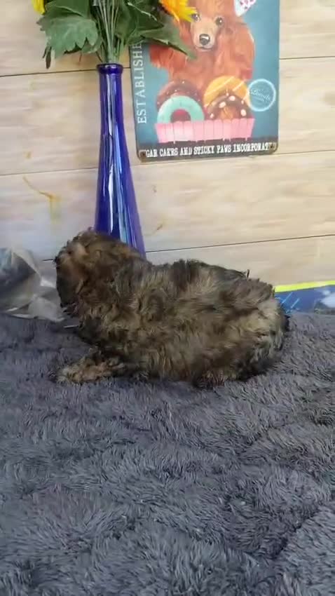 Caniche Toy perros en venta: Caniche toy - Video 2