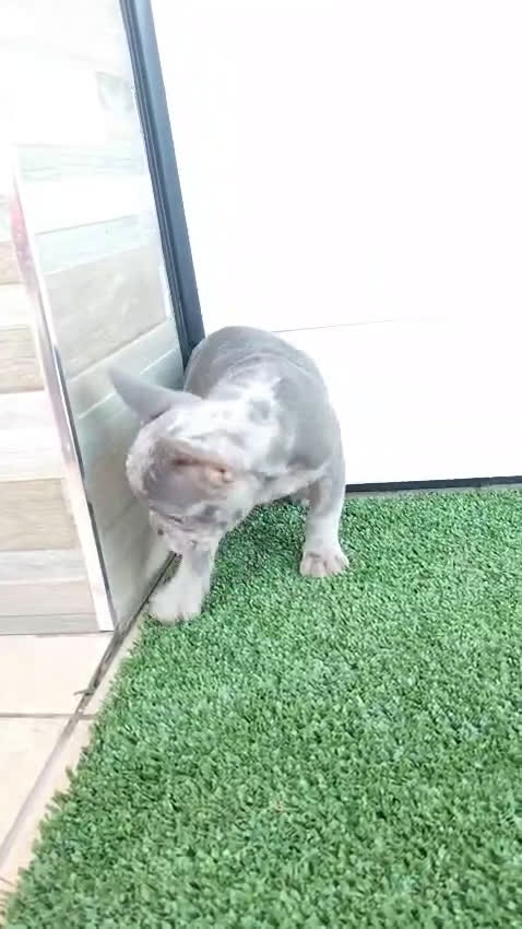 Bulldog Francés perros en venta: Bulldog Francés blue Merle  - Video 1
