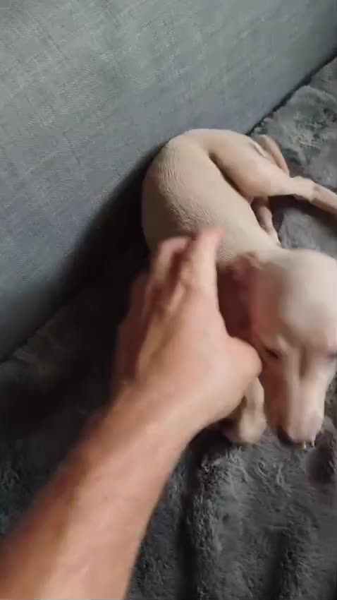 Pequeño Lebrel Italiano perros en venta: Galgo italiano. Crema e Isabela - Video 1