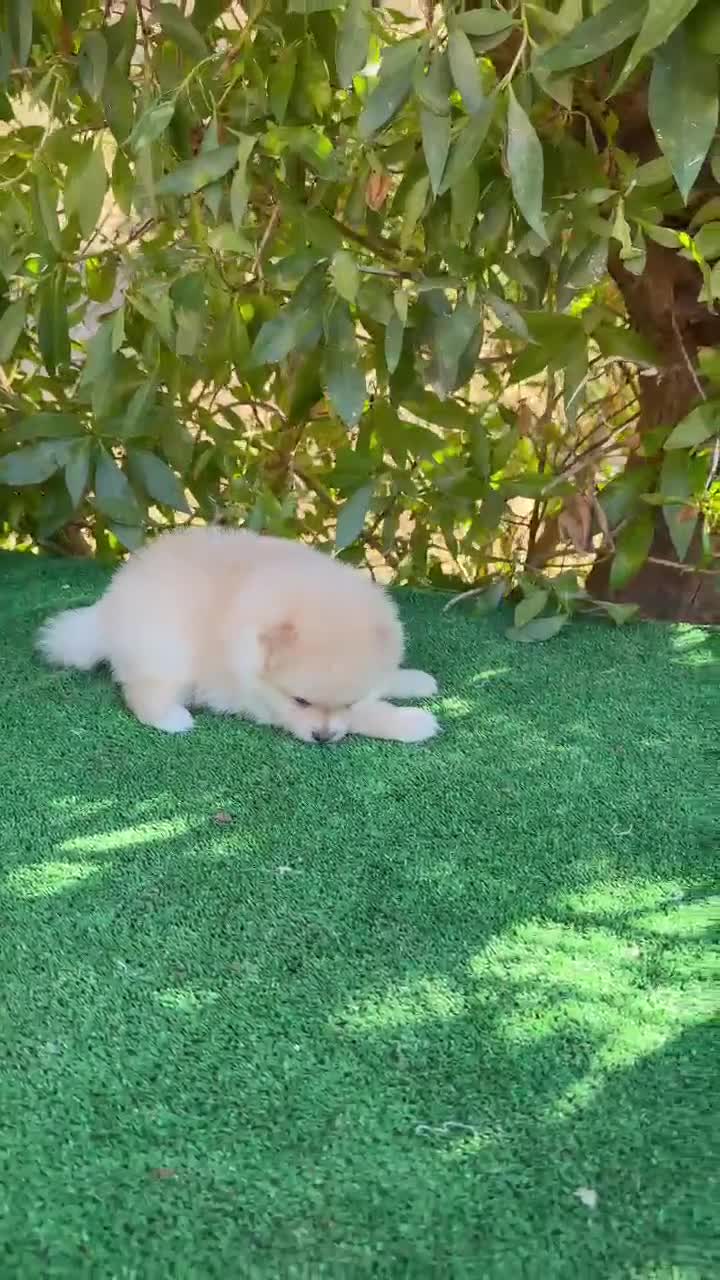 Pomerania perros en venta: Pomerania Lulu Toy Macho Blanco Crema Peludito  - Video 1