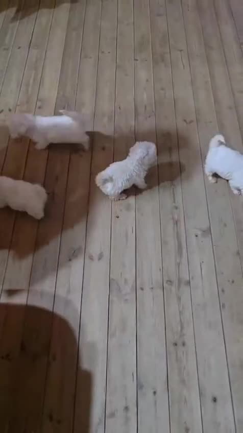 Bichón Maltés perros en venta: Bichon maltes - Video 1