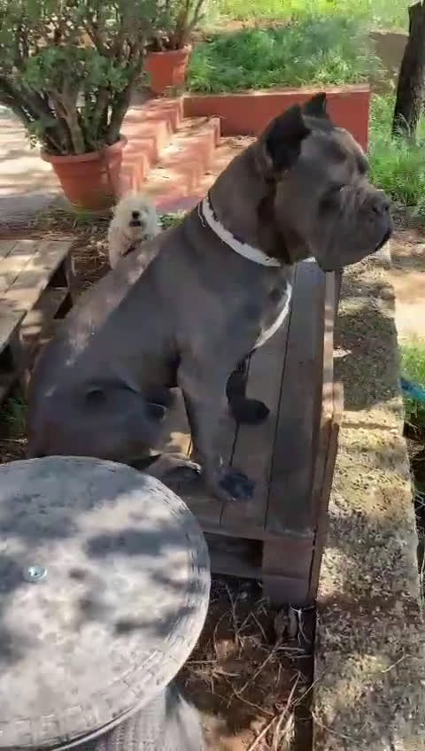 Cane Corso perros en venta: Camada de 🌟Cane Corso🌟 - Video 2