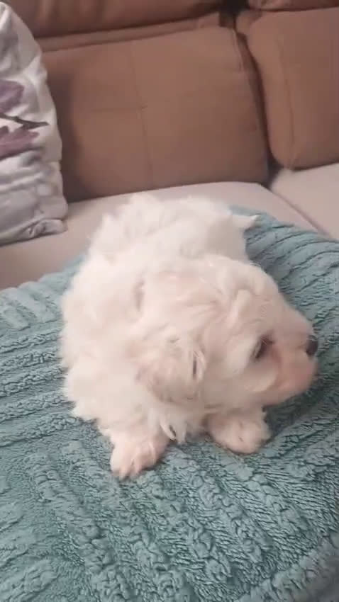 Bichón Maltés perros en venta: Bichón maltés Toy macho línea americana  - Video 1