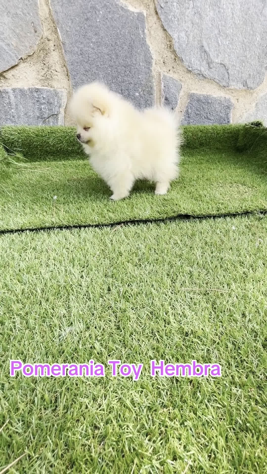Pomerania perros en venta: Pomerania Hembra Toy fotos actuales  - Video 1