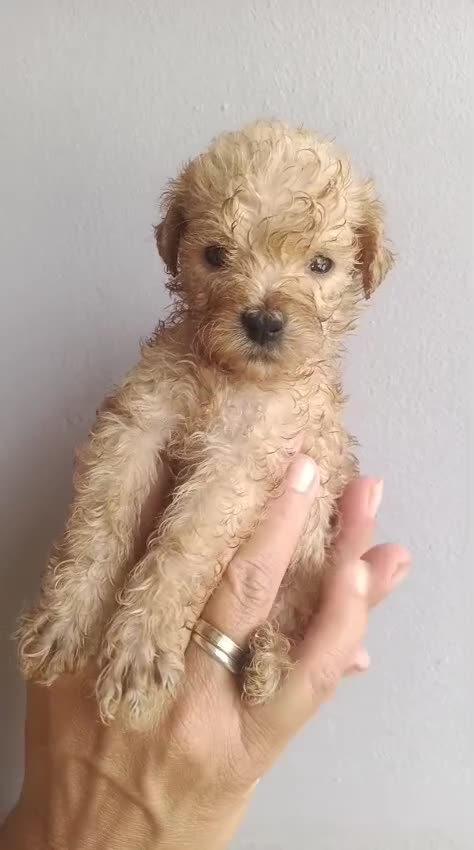 Caniche Toy perros en venta: Último caniche Toy apricot!!🐶🐾 - Video 1