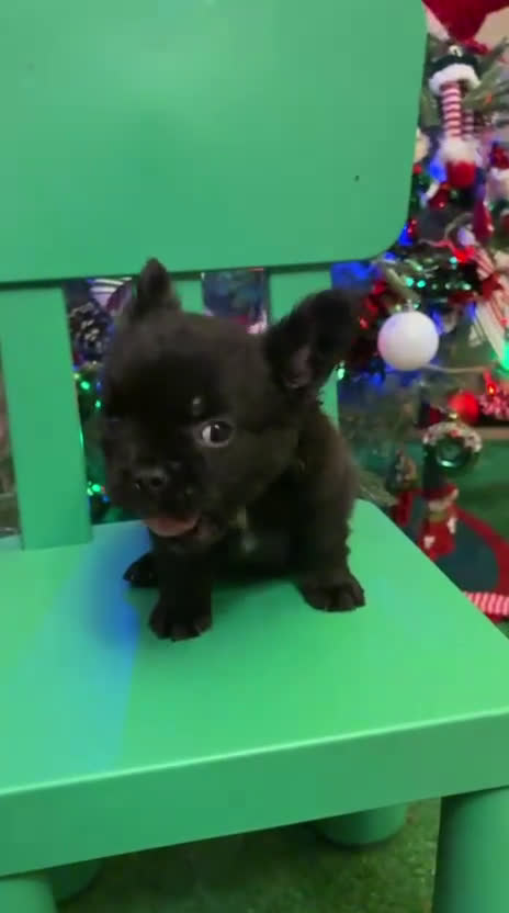 Bulldog Francés perros en venta: Último bulldog francés Fufly!! - Video 1