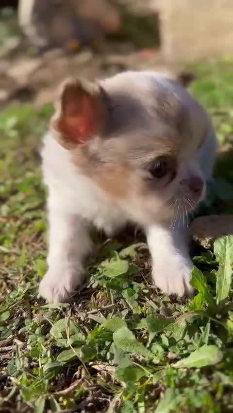 Chihuahua perros en venta: Chihuahua pelo largo Toy  - Video 1