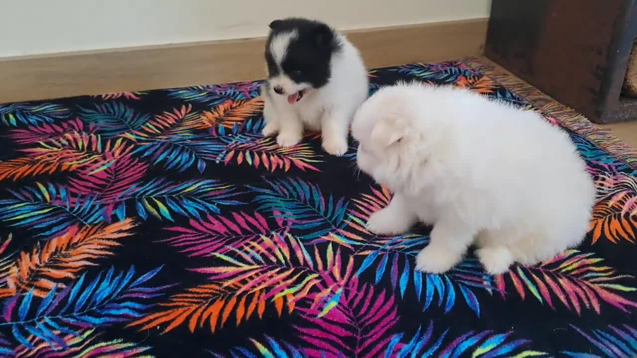 Pomerania perros en venta: Cachorritas de Pomerania  - Video 2